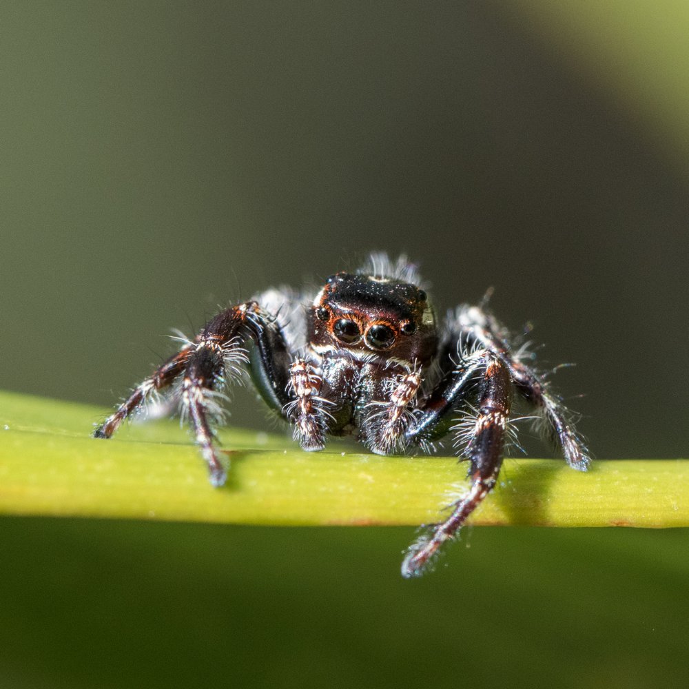 Miche Pest Control