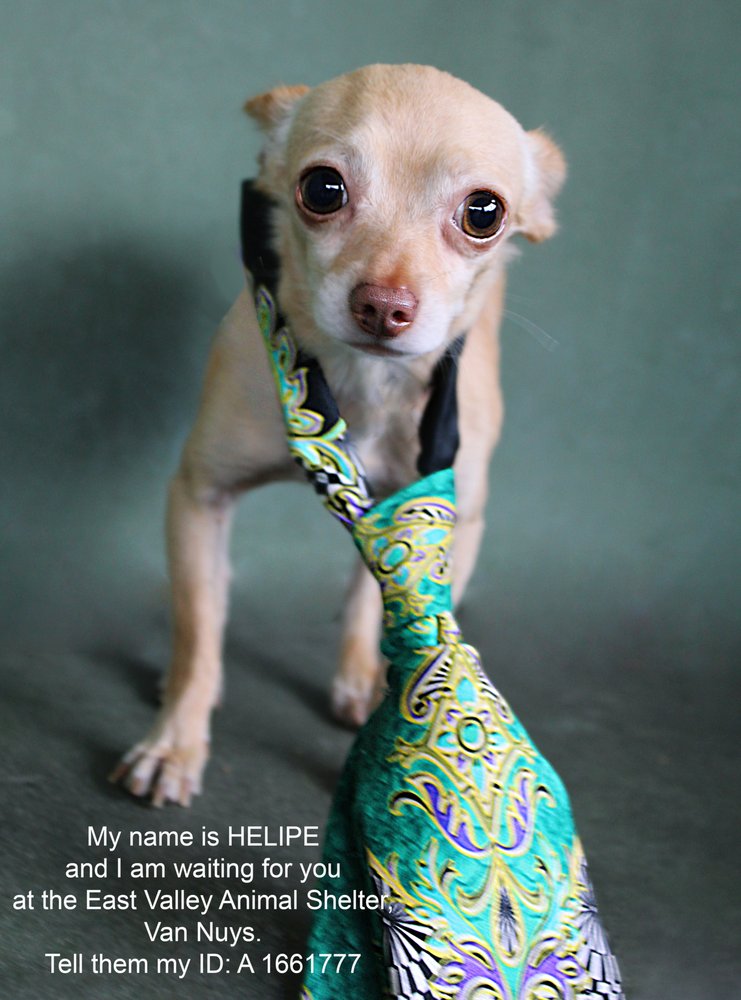 East Valley Animal Services 241 Photos & 243 Reviews Animal