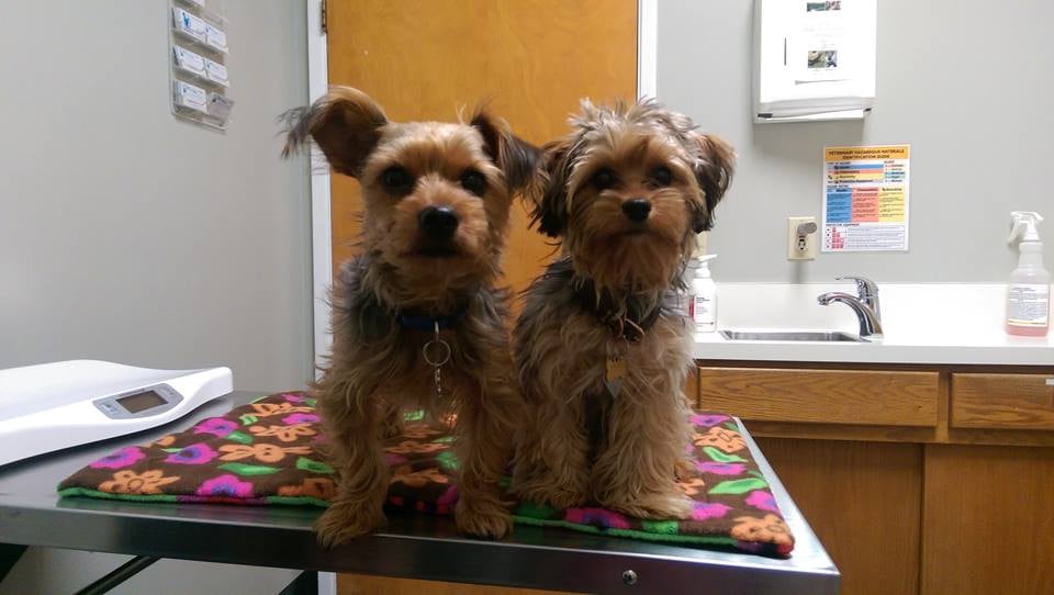 los gatos and cat hospital bruno and hershel at their welness visits they did so yelp los gatos and cat hospital bruno and hershel at their welness visits they did so yelp