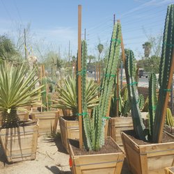 Nurseries Gardening In Palm Desert Yelp Macias Nursery