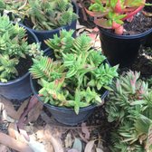 Nature S Best Nursery 27 Photos 17 Reviews Nurseries Photo Of Nature S Best Nursery Camarillo Ca United States