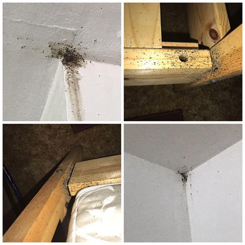It's Bugs Or Us Pest Control - Weatherford