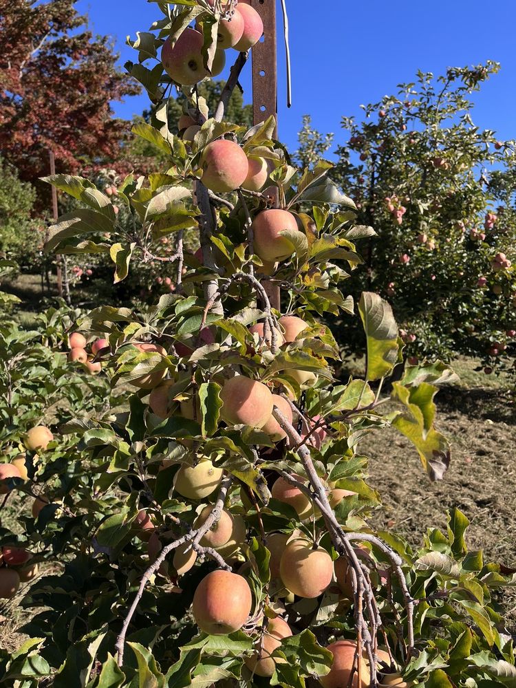 Apple Hill Orchard & Cider Mill