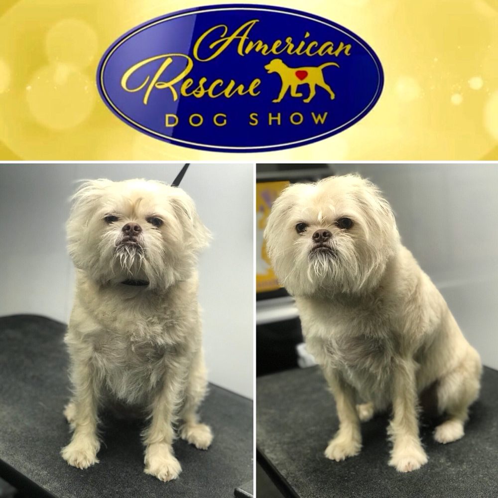 royal spa mobile pet grooming