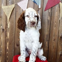 puppy barn american fork puppy barn 40 fotos 41 beitr 228 ge zoohandlung tierbedarf 364 e state st puppy barn american fork puppy barn 40 fotos 41 beitr 228 ge zoohandlung tierbedarf 364 e state st