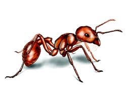 Acnow Termite & Pest Control
