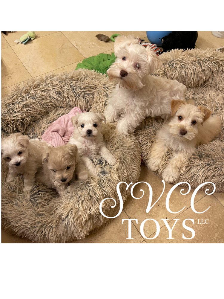 SVCC Toy Schnauzers Image