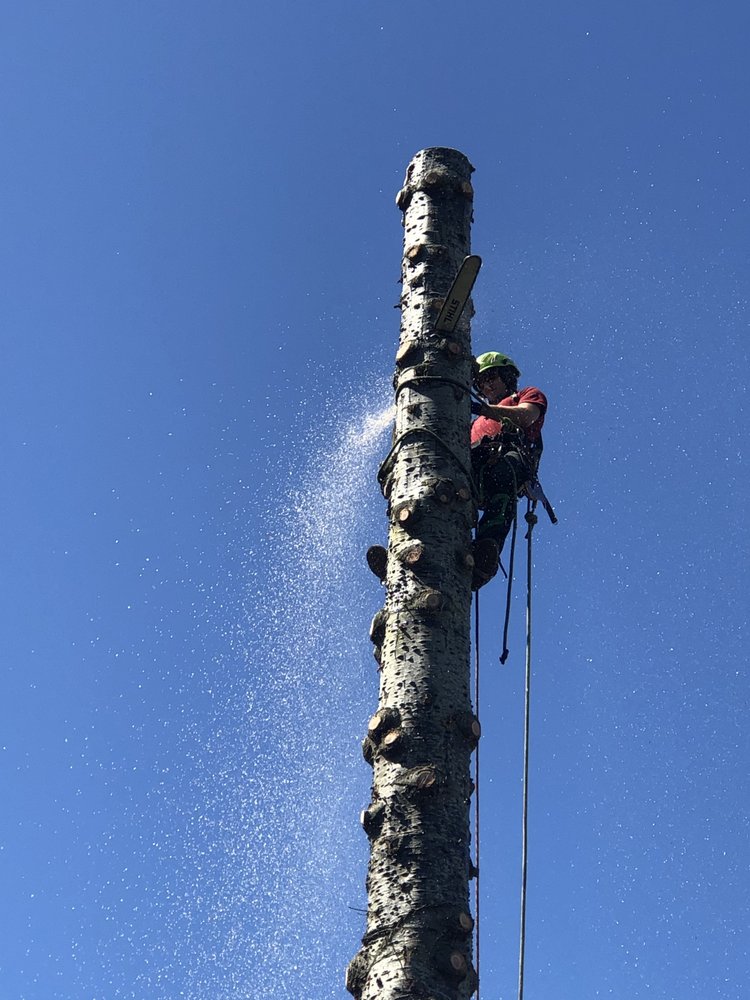 A Great American Tree Service