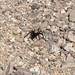 dripping springs natural area 89 photos 15 reviews hiking
