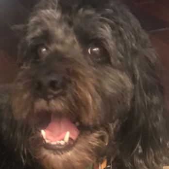 schnoodle craigslist