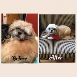 happy puppy pet spa happy grooming spa 19 photos 22 reviews pet groomers 650 graceland ave happy puppy pet spa happy grooming spa 19 photos 22 reviews pet groomers 650 graceland ave