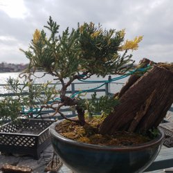 Bent Tree Bonsai Nurseries Gardening 5915 S Rell Hill Rd Bent Tree Bonsai Nurseries Gardening 5915 S Rell Hill Rd Dallas Tx Phone Number Yelp