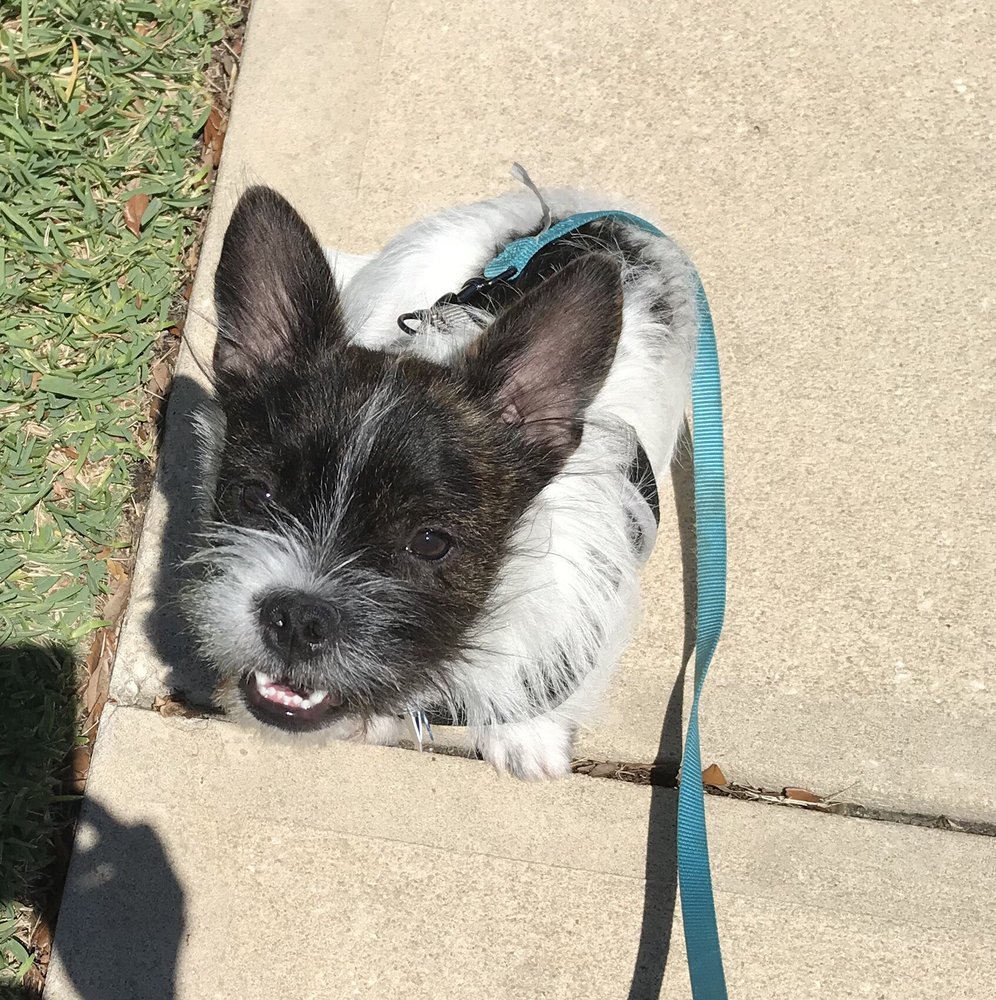 A New Beginning Pet Rescue 11 Photos & 11 Reviews Community Service