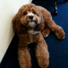 Mobile Dog Grooming Alexandria Va Mobile Dog Grooming Alexandria Va