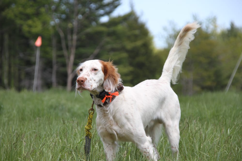 Hedgerow Kennel & Hunt Club Image