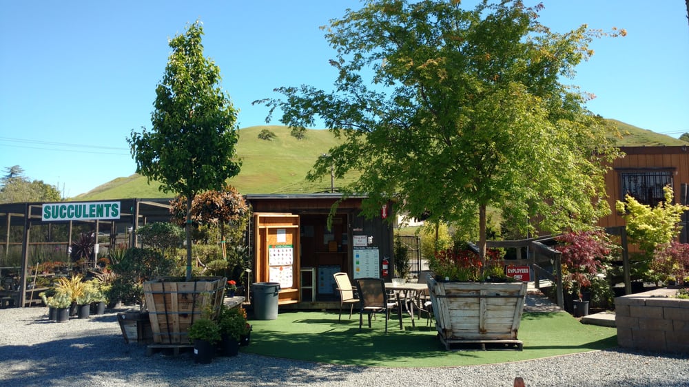 Getting Warm From All That Ping Take A Seat Under Our Shady Elm Photo Of Lisa Arnold Nursery S Sunol Ca United States Getting Warm