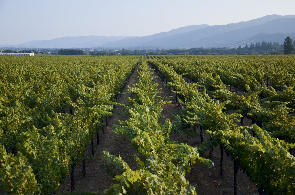 Parducci Wine Cellars