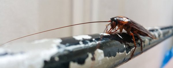 Exclusive Green Pest Control