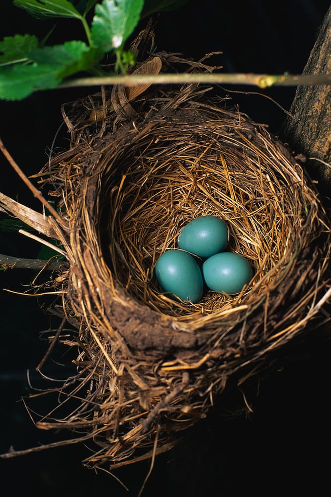 wild birds unlimited f 229 gelaff 228 rer 26791 brookpark rd wild birds unlimited f 229 gelaff 228 rer 26791 brookpark rd