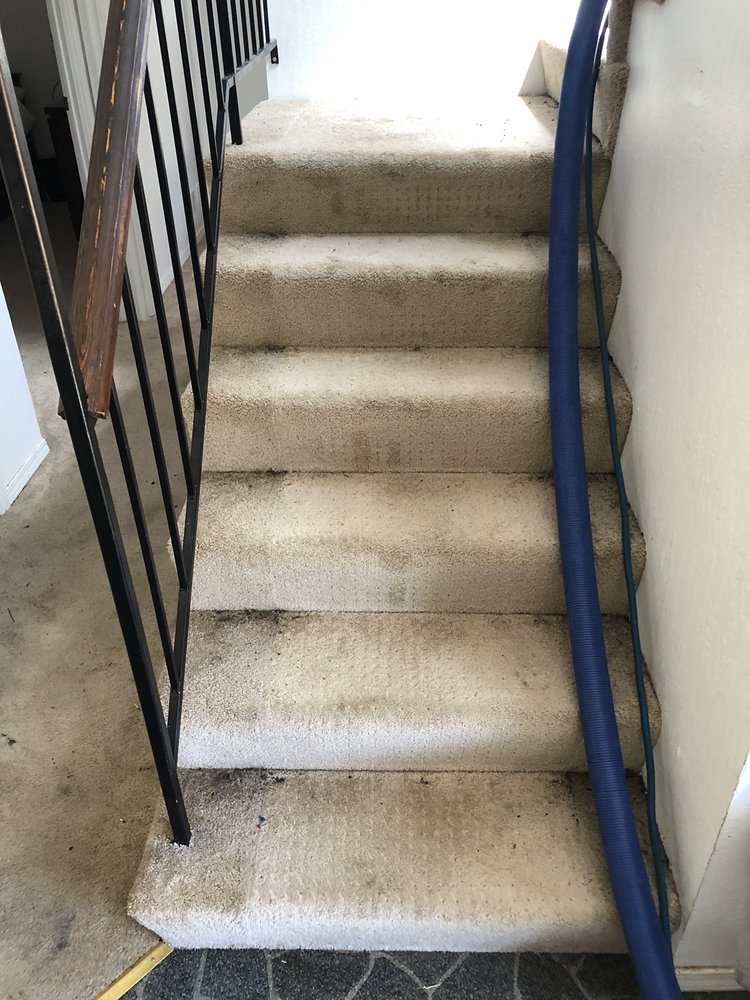 Bayside Carpet Cleaning