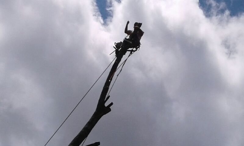 First Nature Tree Service