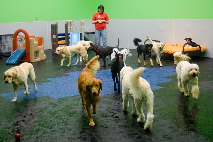 Dogtopia 42 Reviews Pet Sitting 3850 Dulles S Ct