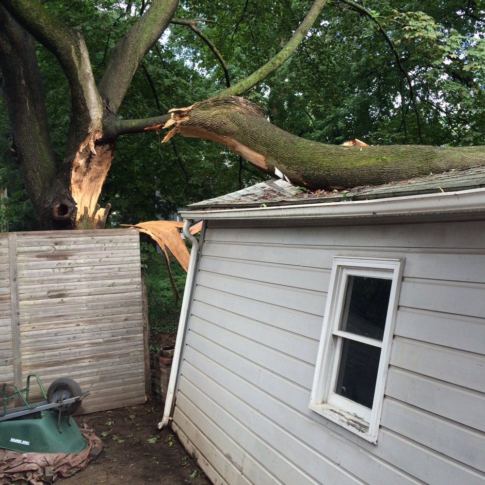 Limber Tree Services