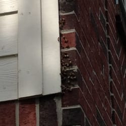Houston Bee Removal 27 Photos Pest Control 3926 Cypress Lake Photo Of Houston Bee Removal Spring Tx United States Swarm Had