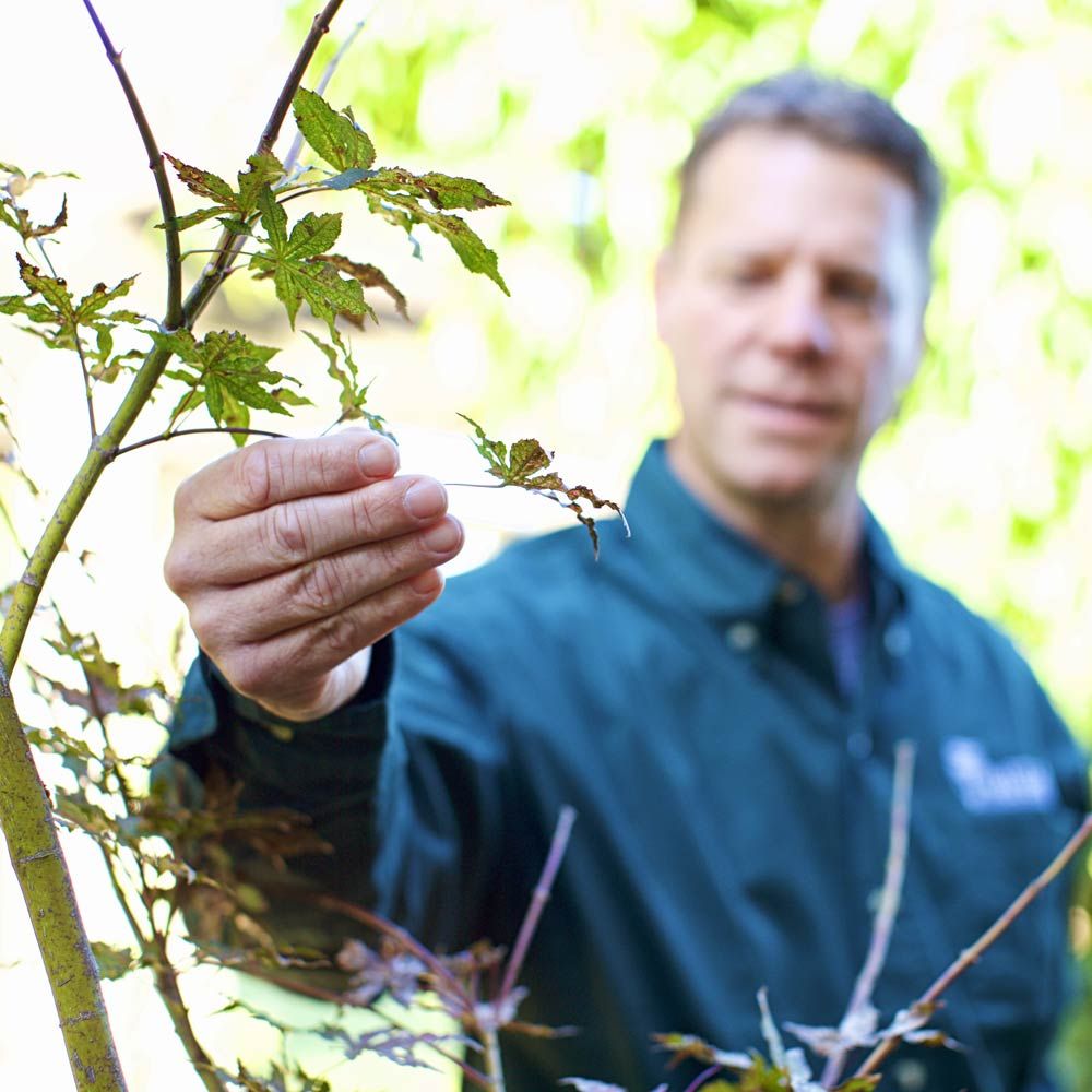 Bartlett Tree Experts - Wake Forest