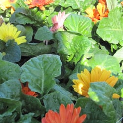 Azalea Mall Garden Center Nurseries Gardening 4800 Photo Of Azalea Mall Garden Center Richmond Va United States