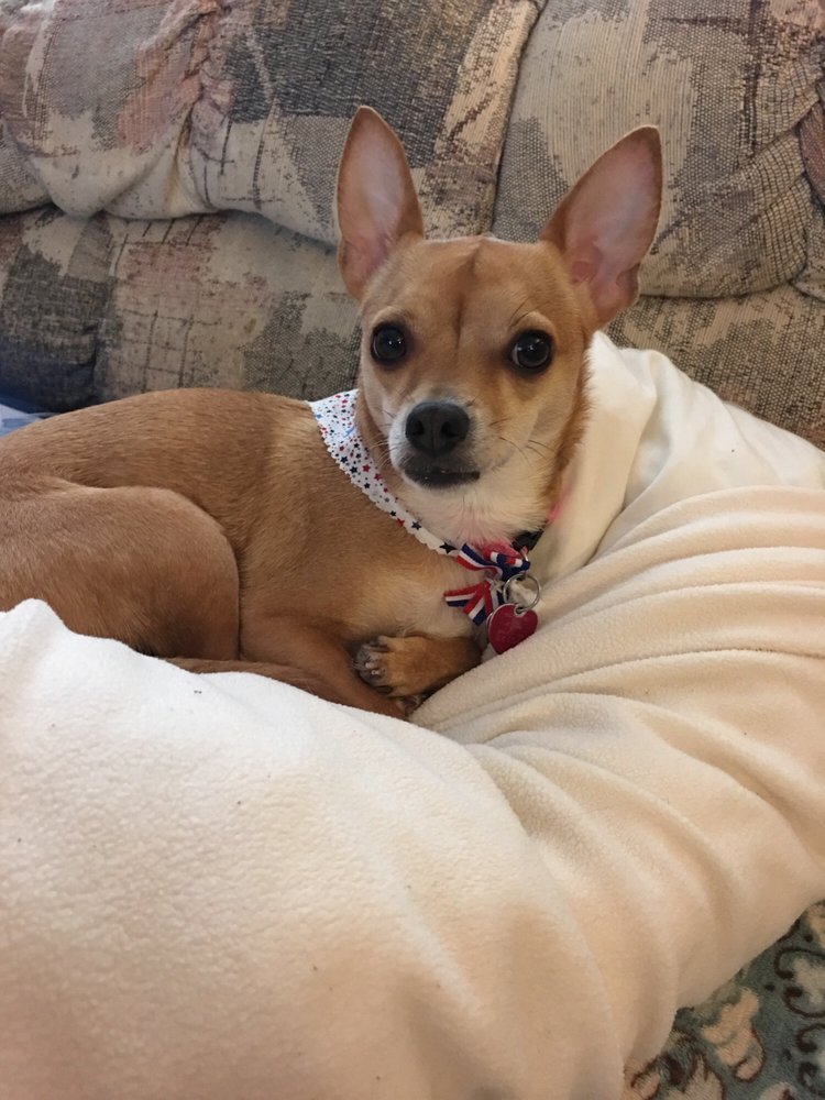 Wags N Whiskers 14 Reviews Pet Groomers 710 E Main St, Battle