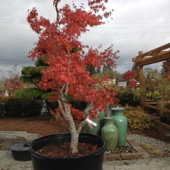 Tsuki Nursery Closed Landscaping 4920 Henderson Blvd Se Photo Of Tsuki Nursery Olympia Wa United States
