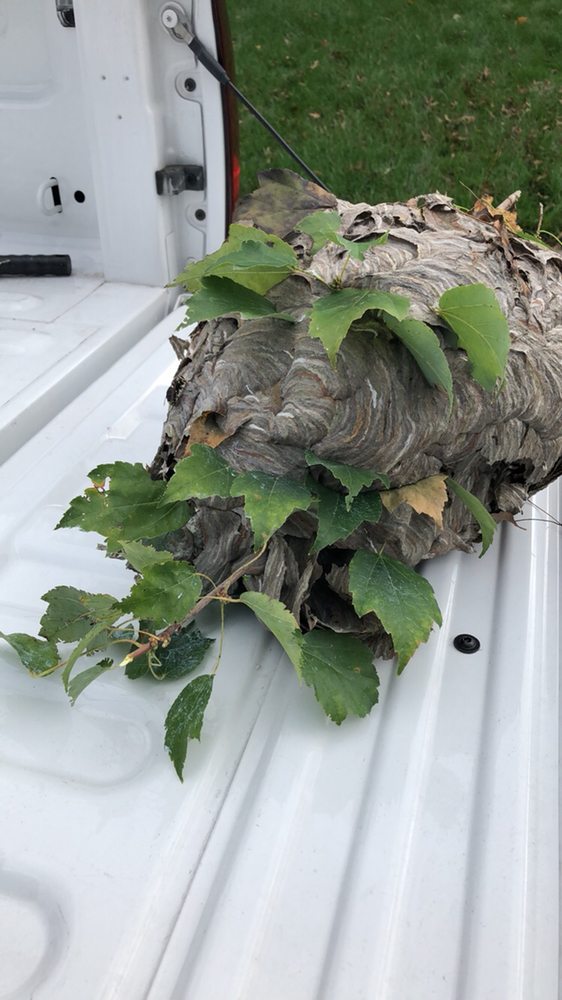 ProActive Pest Management
