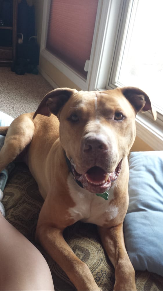 Fresno Bully Rescue - 14 Photos & 14 Reviews - Animal Shelters - 8547 W