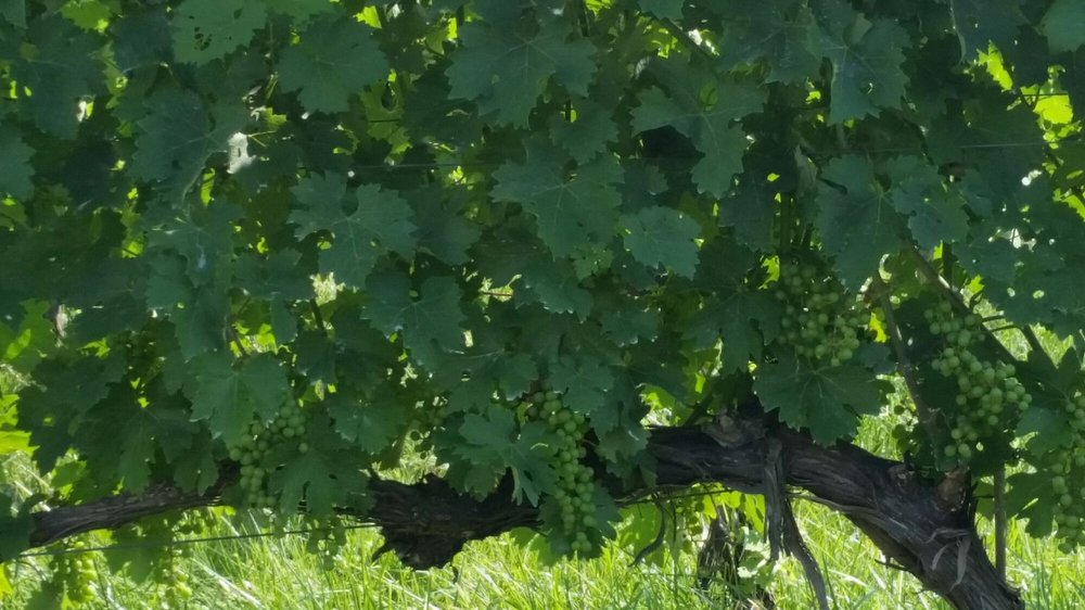 Sunset Hills Vineyard