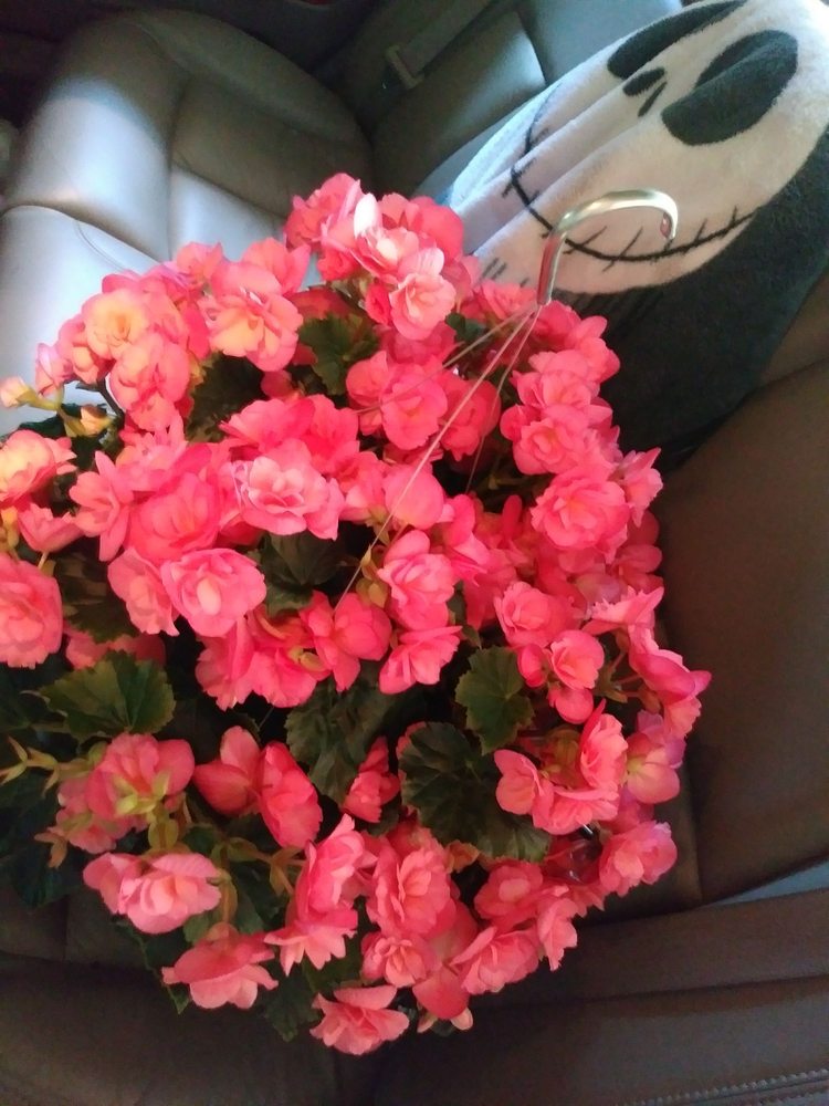 BRIGIOTTA'S GREENHOUSE & GARDEN CENTER