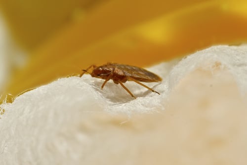 Eastern Bug Busters