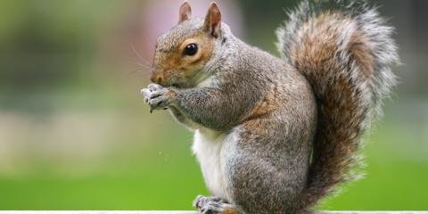 Little Critters & Industrial Services