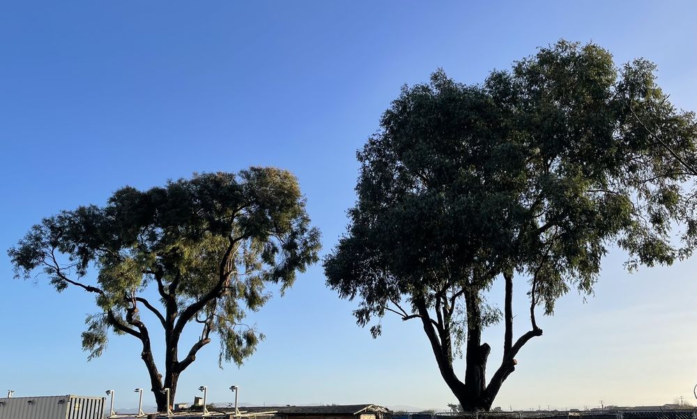 Mid-State Tree Service