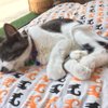 Eat, Purr, Love