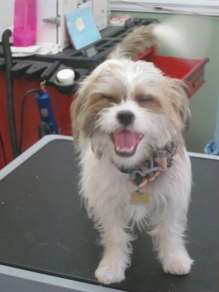 Missy’s Pet Grooming Pet Groomers 2665C N Highland Ave, Jackson, TN