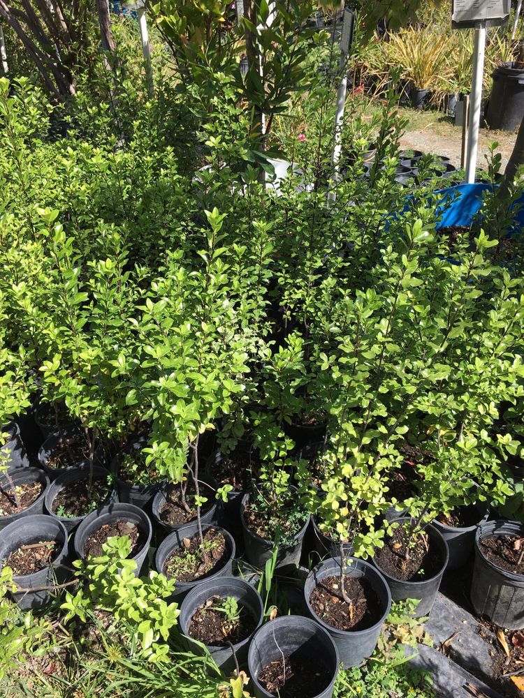 Damanakis Nursery