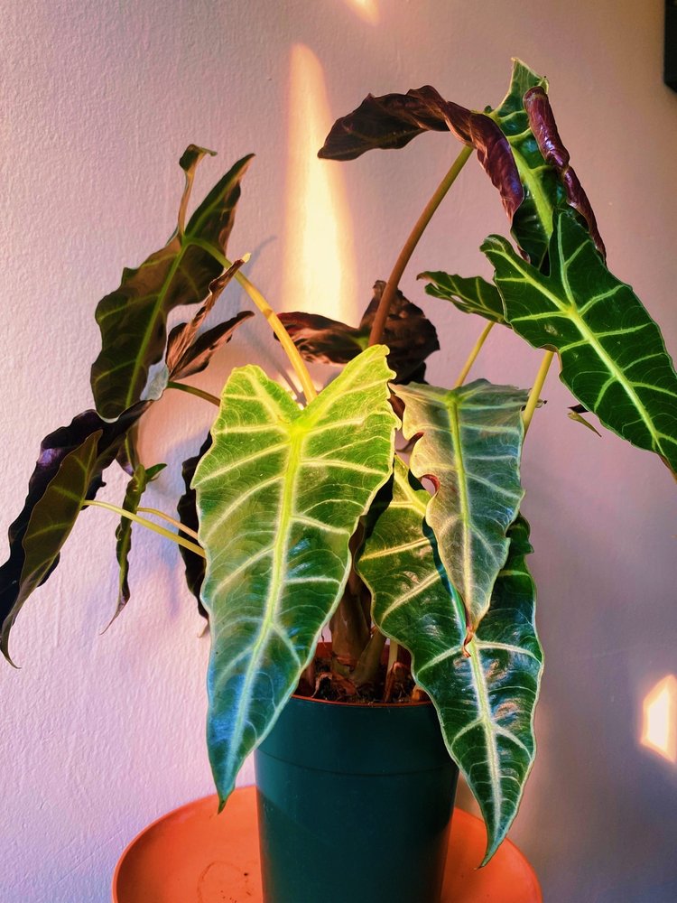 Planttas Plant Shop