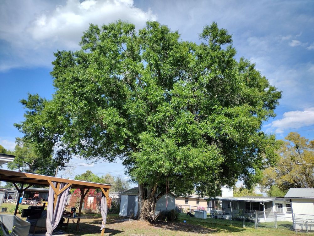 Drinkwater's Tree Service