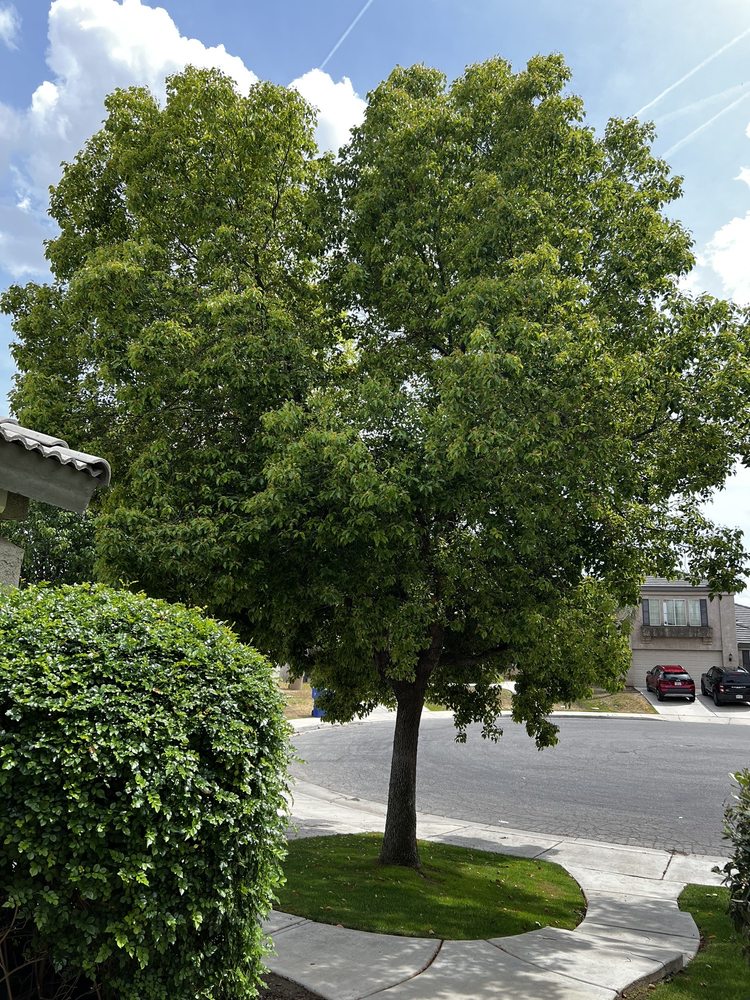 Advanced Tree Care