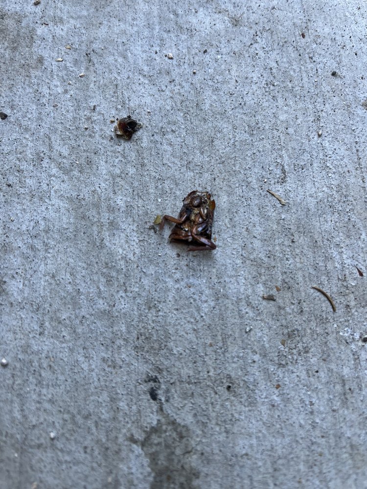 Diablo Valley Pest Control
