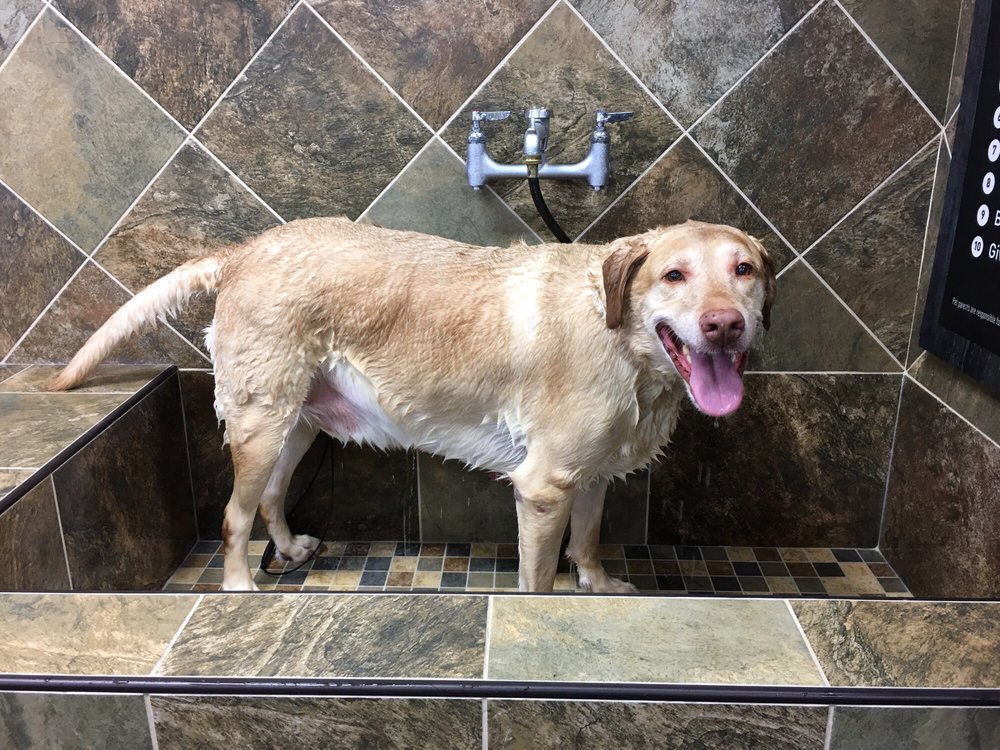 Enjoying The Self Serve Dog Wash Drake Is 100 Lbs And Fit