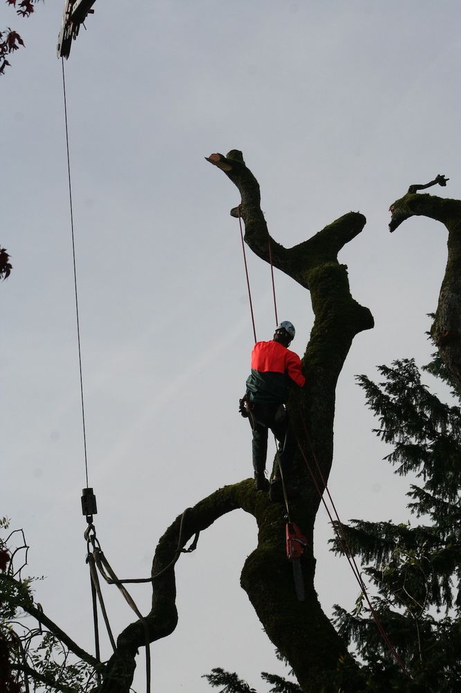 Fort Lauderdale Tree Service
