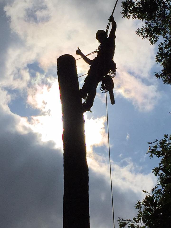 Grove Park Tree Care