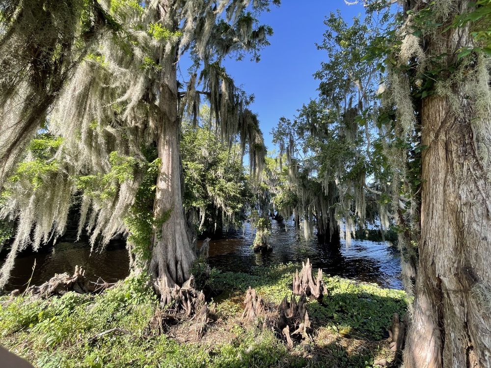 Blue Cypress Park Image